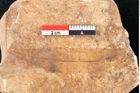 Foto (Detailansicht) von Cinnamomum lanceolatum Unger (NHMW-GEO-2024-0188-7991)